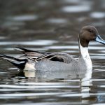 Northern Pintail (Anas acuta) @ Bygdøy, Oslo, Norway. Photo: Håvard Rosenlund