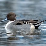 Northern Pintail (Anas acuta) @ Bygdøy, Oslo, Norway. Photo: Håvard Rosenlund