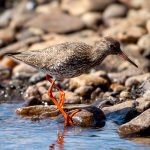 Common Redshank (Tringa totanus) @ Jotunheimen, Norway. Photo: Håvard Rosenlund