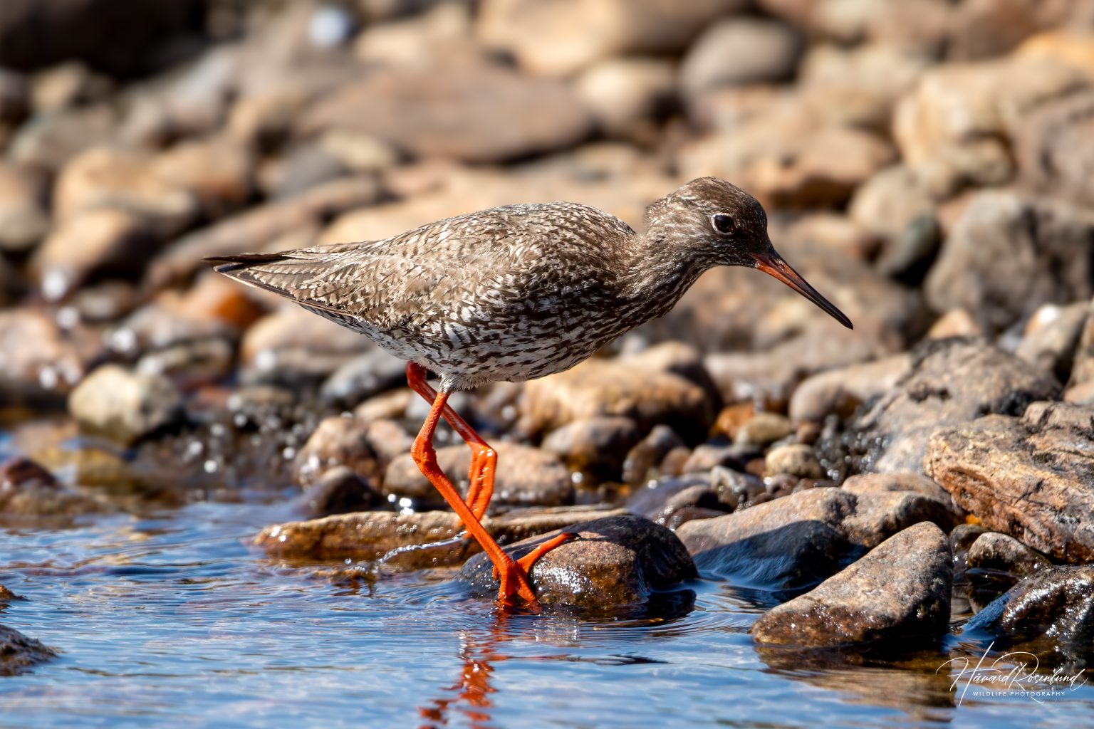 Common Redshank (Tringa totanus) @ Jotunheimen, Norway. Photo: Håvard Rosenlund