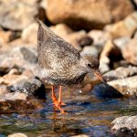 Common Redshank (Tringa totanus) @ Jotunheimen, Norway. Photo: Håvard Rosenlund