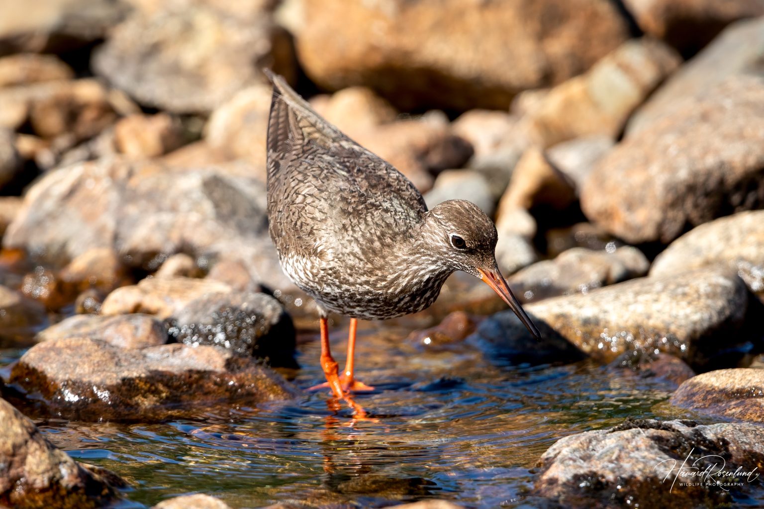 Common Redshank (Tringa totanus) @ Jotunheimen, Norway. Photo: Håvard Rosenlund