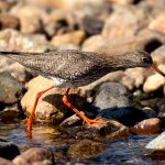 Common Redshank (Tringa totanus) @ Jotunheimen, Norway. Photo: Håvard Rosenlund