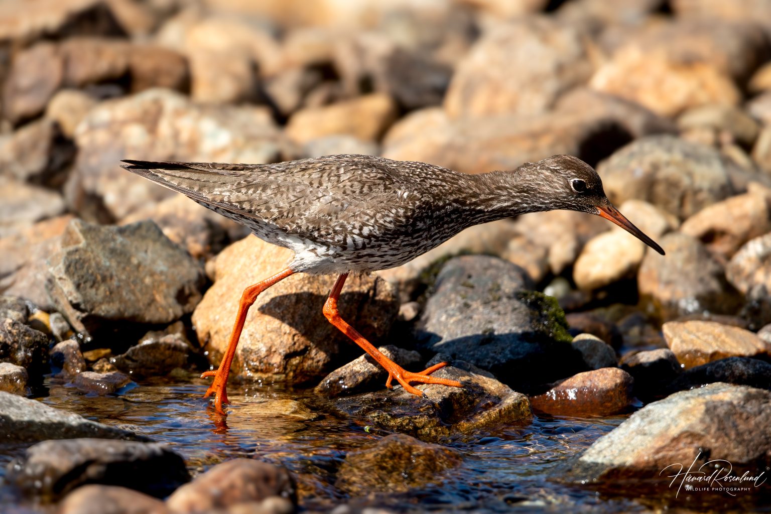 Common Redshank (Tringa totanus) @ Jotunheimen, Norway. Photo: Håvard Rosenlund