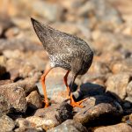 Common Redshank (Tringa totanus) @ Jotunheimen, Norway. Photo: Håvard Rosenlund