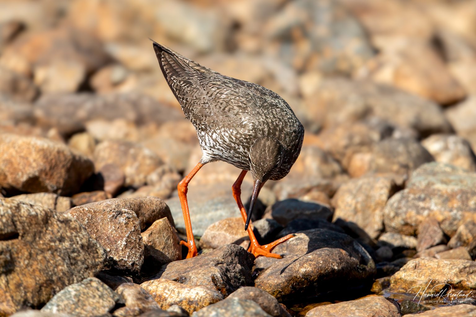 Common Redshank (Tringa totanus) @ Jotunheimen, Norway. Photo: Håvard Rosenlund