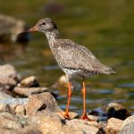 Common Redshank (Tringa totanus) @ Jotunheimen, Norway. Photo: Håvard Rosenlund