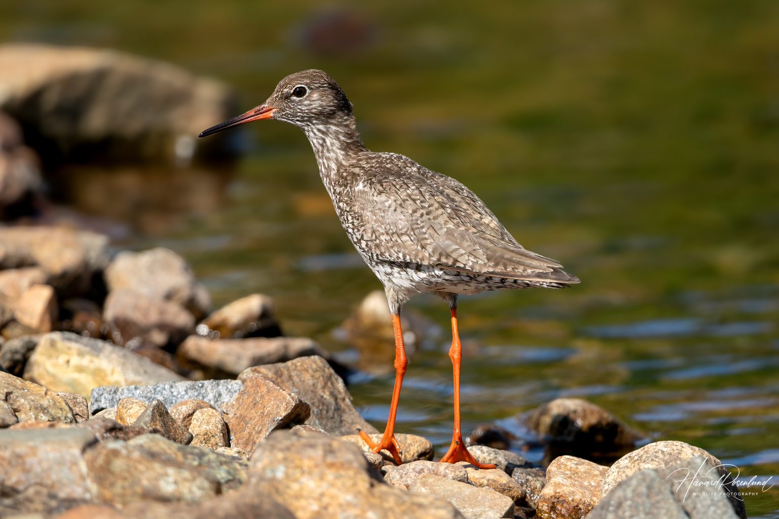 Common Redshank (Tringa totanus) @ Jotunheimen, Norway. Photo: Håvard Rosenlund