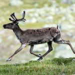 Reindeer (Rangifer tarandus) @ Jotunheimen, Norway. Photo: Håvard Rosenlund