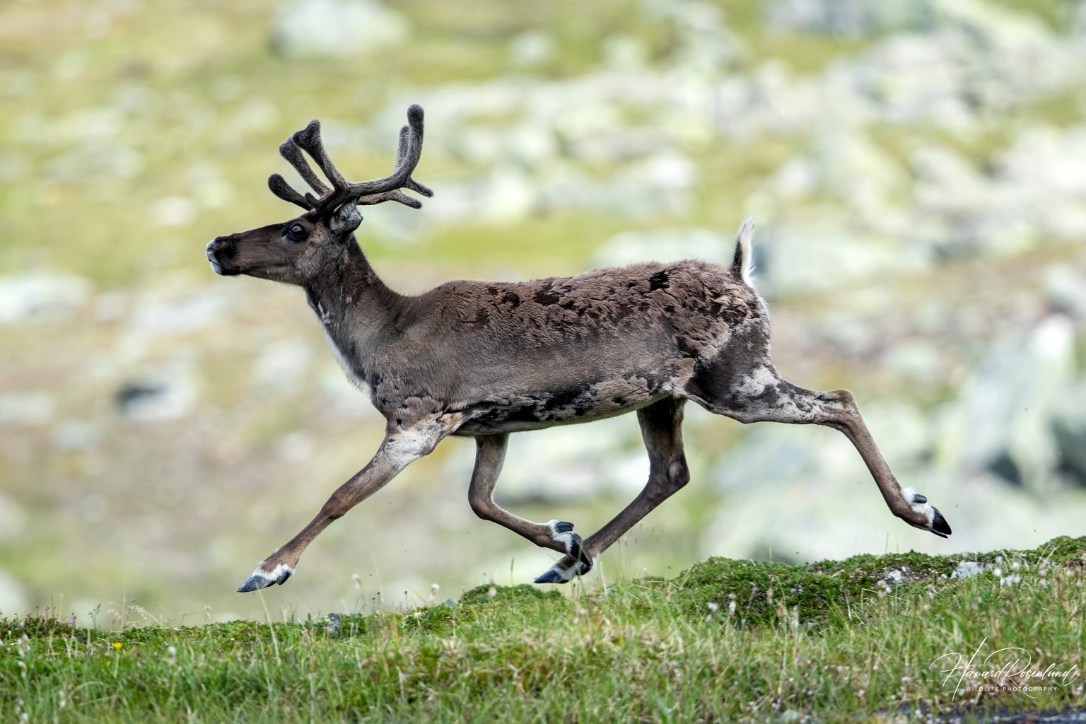 Reindeer (Rangifer tarandus) @ Jotunheimen, Norway. Photo: Håvard Rosenlund