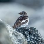 Snow Bunting (Plectrophenax nivalis) @ Jotunheimen, Norway. Photo: Håvard Rosenlund