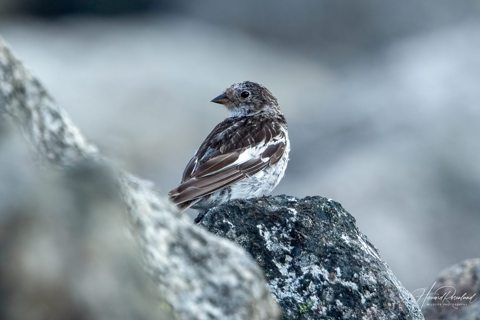 Snow Bunting (Plectrophenax nivalis) @ Jotunheimen, Norway. Photo: Håvard Rosenlund