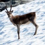 Reindeer (Rangifer tarandus) @ Jotunheimen, Norway. Photo: Håvard Rosenlund