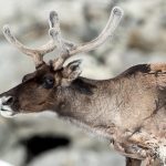 Reindeer (Rangifer tarandus) @ Jotunheimen, Norway. Photo: Håvard Rosenlund