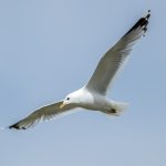 Common Gull (Larus canus) @ Jotunheimen, Norway. Photo: Håvard Rosenlund