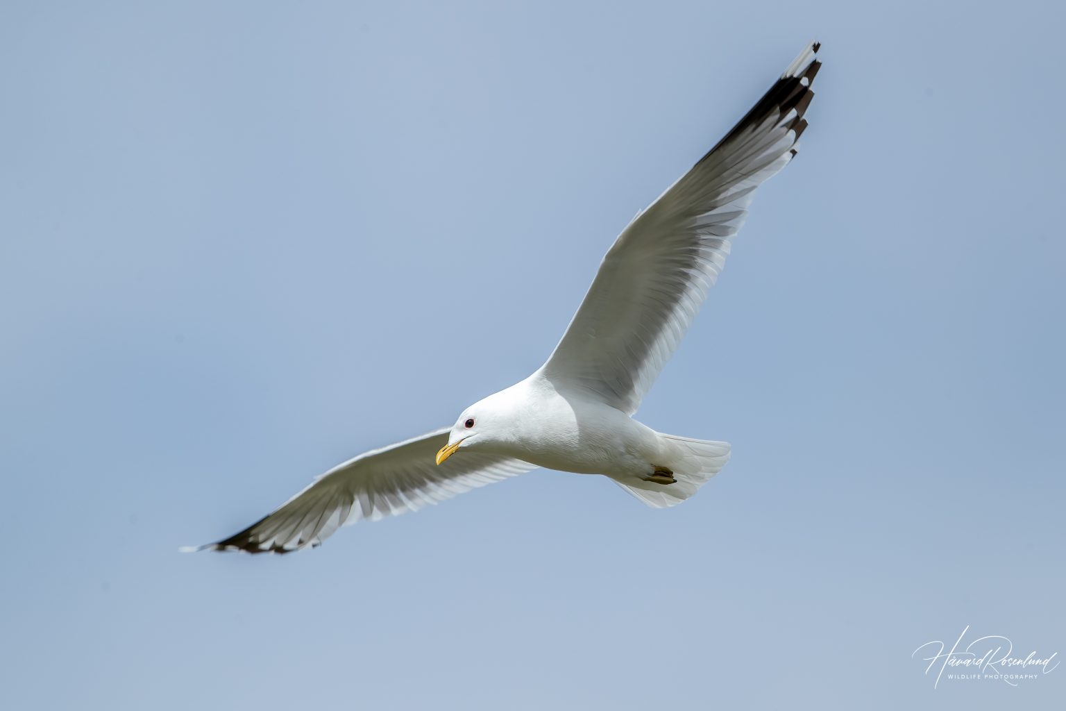 Common Gull (Larus canus) @ Jotunheimen, Norway. Photo: Håvard Rosenlund