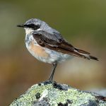 Northern Wheatear (Oenanthe oenanthe) @ Jotunheimen, Norway. Photo: Håvard Rosenlund