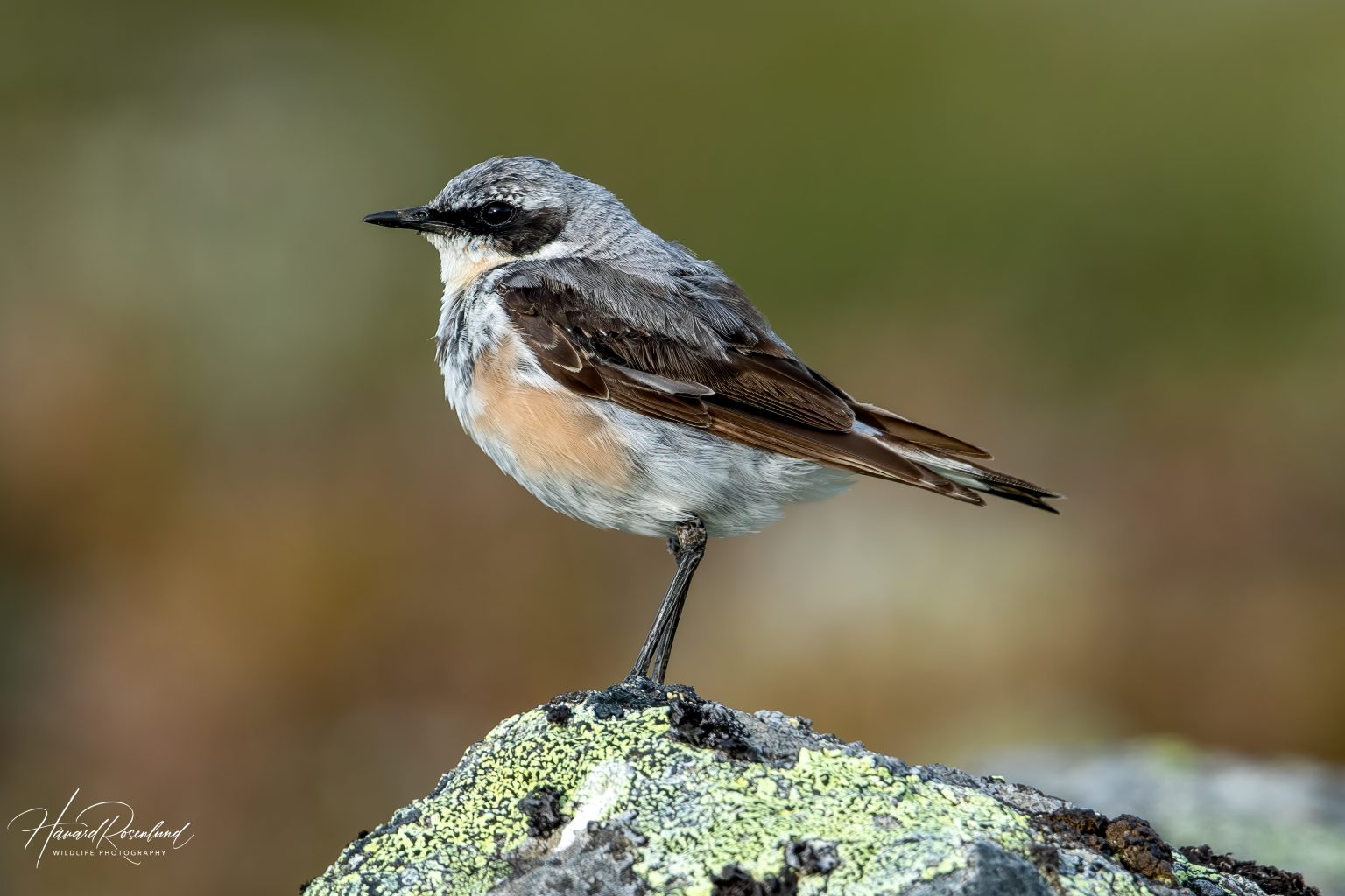 Northern Wheatear (Oenanthe oenanthe) @ Jotunheimen, Norway. Photo: Håvard Rosenlund