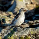 Snow Bunting (Plectrophenax nivalis) @ Jotunheimen, Norway. Photo: Håvard Rosenlund