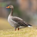 Greylag Goose (Anser anser) @ Fornebu, Norway. Photo: Håvard Rosenlund