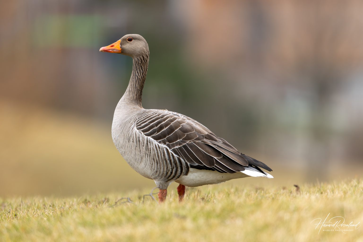 Greylag Goose (Anser anser) @ Fornebu, Norway. Photo: Håvard Rosenlund