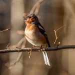 Common Chaffinch (Fringilla coelebs) @ Østensjøvannet, Oslo, Norway. Photo: Håvard Rosenlund