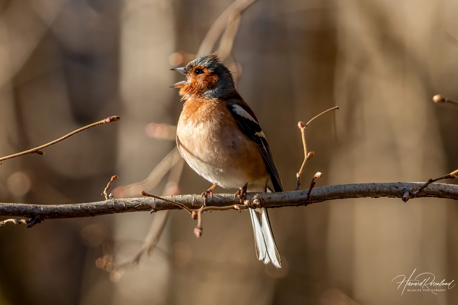 Common Chaffinch (Fringilla coelebs) @ Østensjøvannet, Oslo, Norway. Photo: Håvard Rosenlund