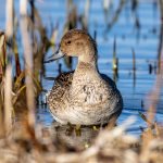 Northern Pintail (Anas acuta) @ Østensjøvannet, Oslo, Norway. Photo: Håvard Rosenlund