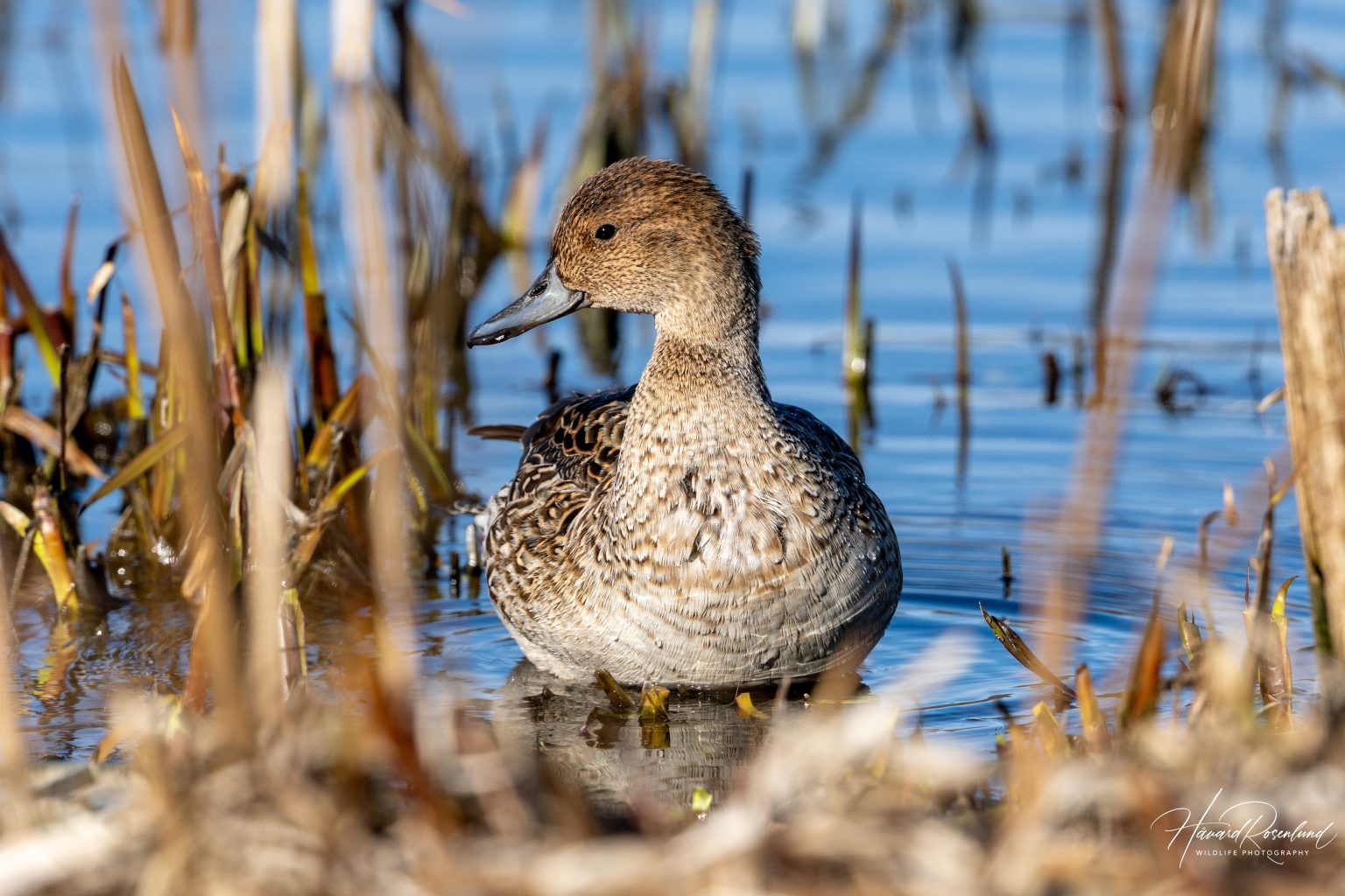 Northern Pintail (Anas acuta) @ Østensjøvannet, Oslo, Norway. Photo: Håvard Rosenlund