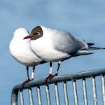 Black-headed Gull (Chroicocephalus ridibundus) @ Østensjøvannet, Oslo, Norway. Photo: Håvard Rosenlund