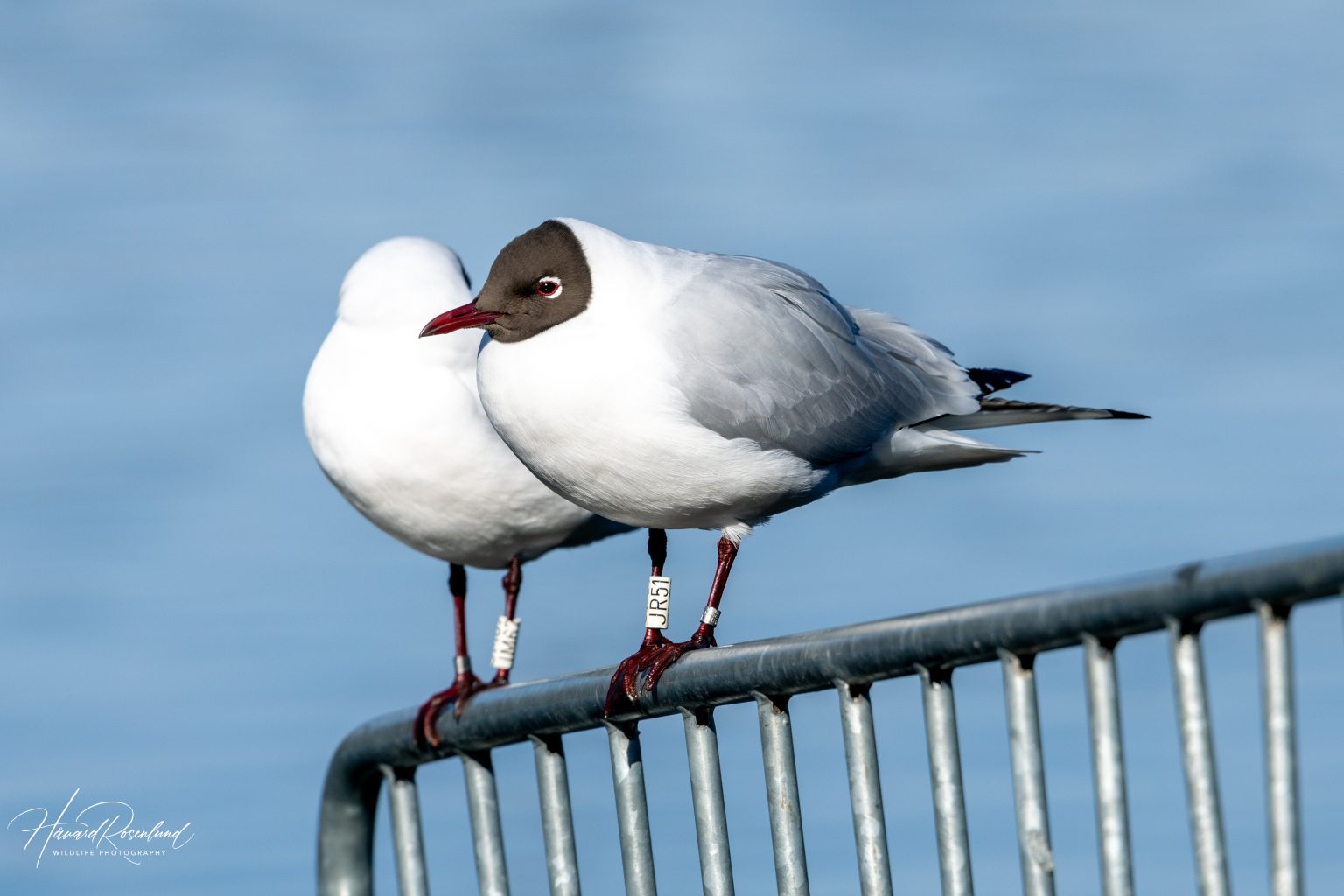 Black-headed Gull (Chroicocephalus ridibundus) @ Østensjøvannet, Oslo, Norway. Photo: Håvard Rosenlund