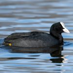 Eurasian Coot (Fulica atra) @ Østensjøvannet, Oslo, Norway. Photo: Håvard Rosenlund