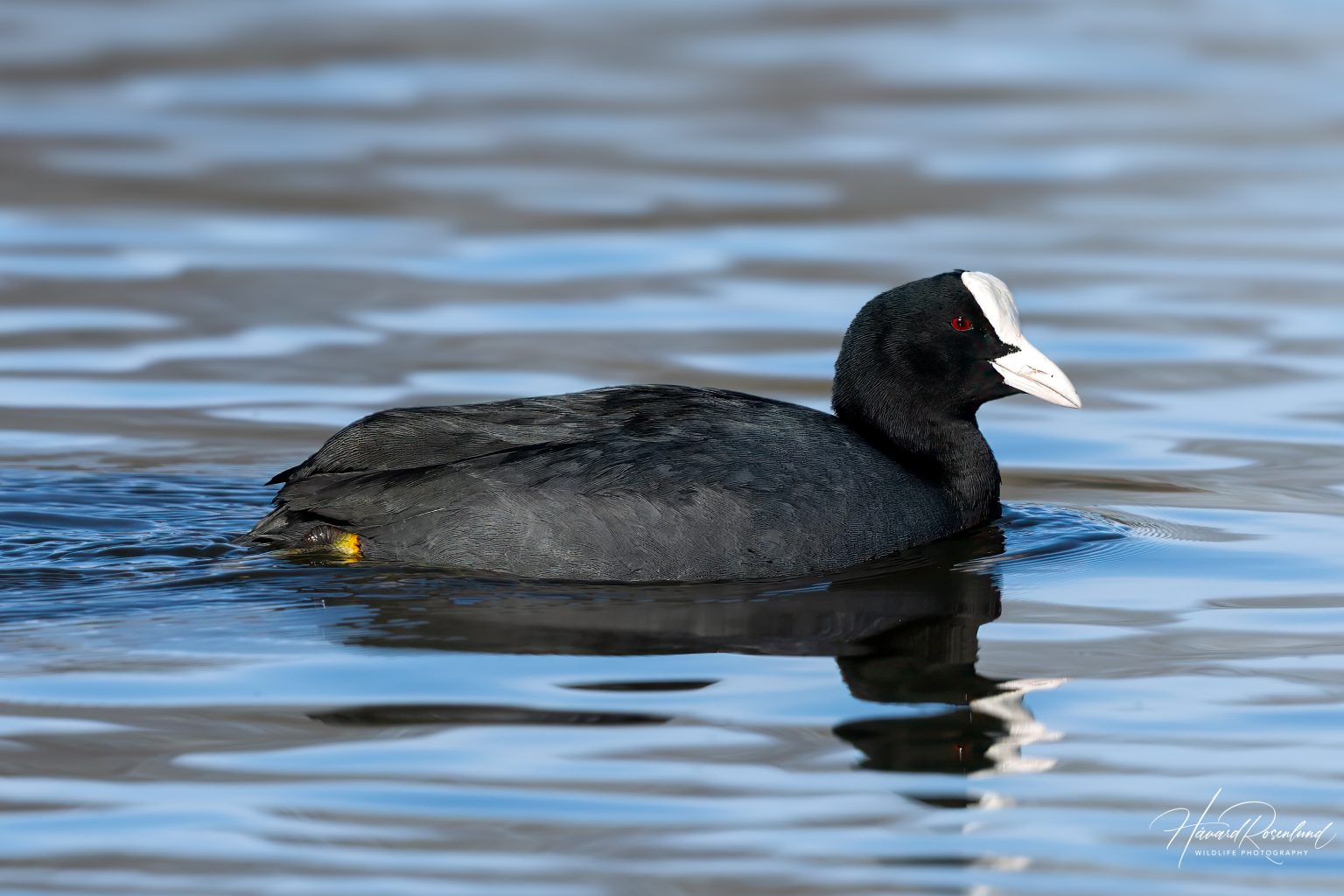 Eurasian Coot (Fulica atra) @ Østensjøvannet, Oslo, Norway. Photo: Håvard Rosenlund