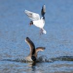 Black-headed Gull (Chroicocephalus ridibundus) @ Østensjøvannet, Oslo, Norway. Photo: Håvard Rosenlund