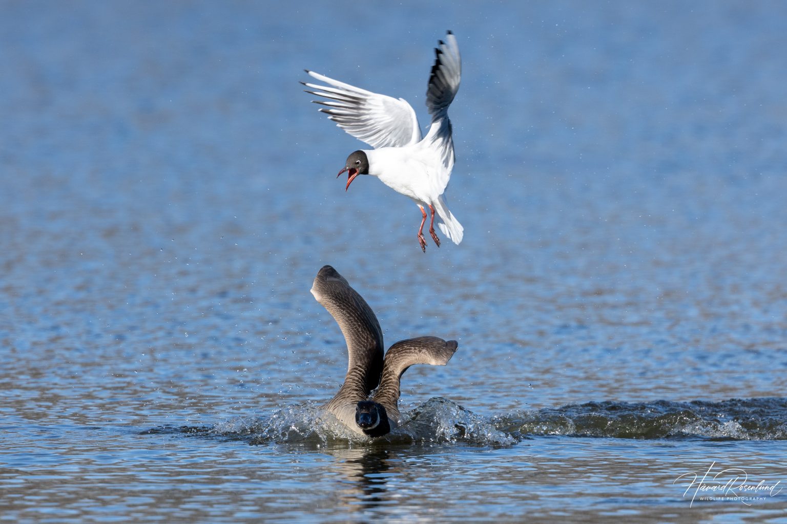 Black-headed Gull (Chroicocephalus ridibundus) @ Østensjøvannet, Oslo, Norway. Photo: Håvard Rosenlund