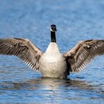 Canada Goose (Branta canadensis) @ Østensjøvannet, Oslo, Norway. Photo: Håvard Rosenlund