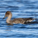 Northern Pintail (Anas acuta) @ Østensjøvannet, Oslo, Norway. Photo: Håvard Rosenlund