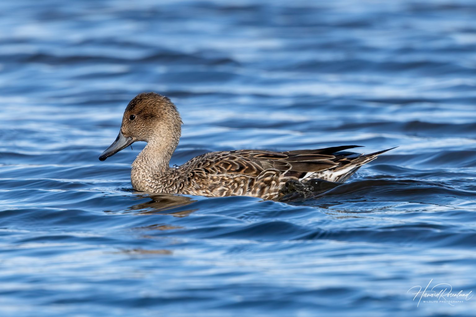 Northern Pintail (Anas acuta) @ Østensjøvannet, Oslo, Norway. Photo: Håvard Rosenlund