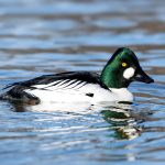 Common Goldeneye (Bucephala clangula) - Male @ Østensjøvannet, Oslo, Norway. Photo: Håvard Rosenlund