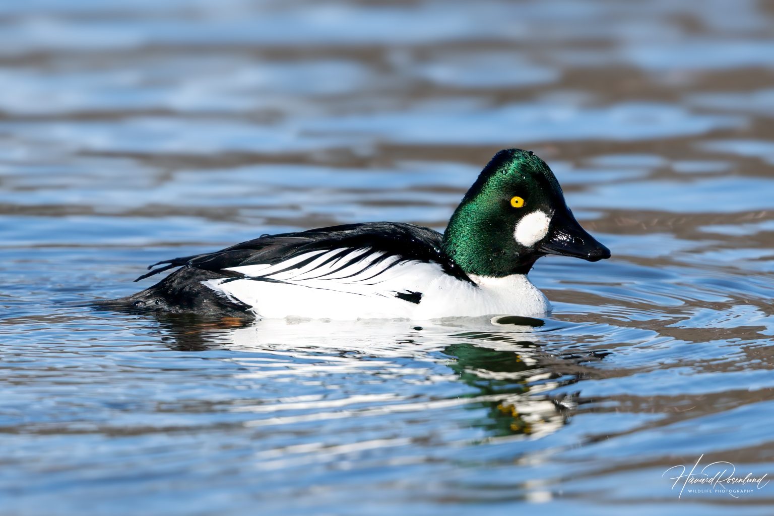 Common Goldeneye (Bucephala clangula) - Male @ Østensjøvannet, Oslo, Norway. Photo: Håvard Rosenlund