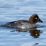 Common Goldeneye (Bucephala clangula) - Female @ Østensjøvannet, Oslo, Norway. Photo: Håvard Rosenlund