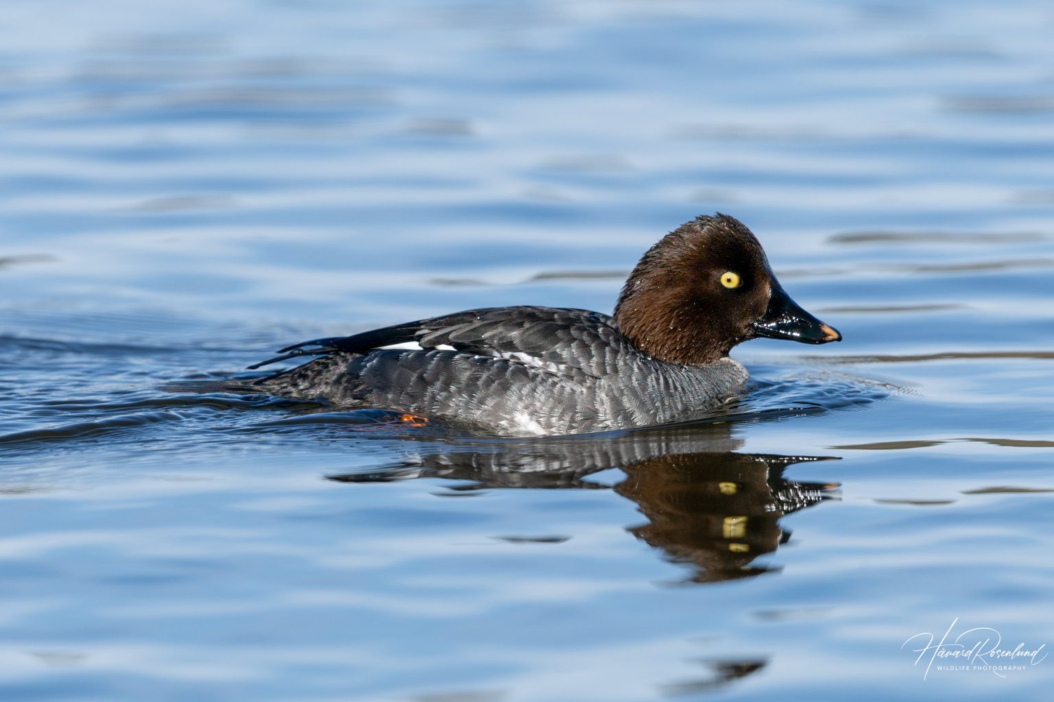 Common Goldeneye (Bucephala clangula) - Female @ Østensjøvannet, Oslo, Norway. Photo: Håvard Rosenlund