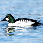 Common Goldeneye (Bucephala clangula) - Male @ Østensjøvannet, Oslo, Norway. Photo: Håvard Rosenlund
