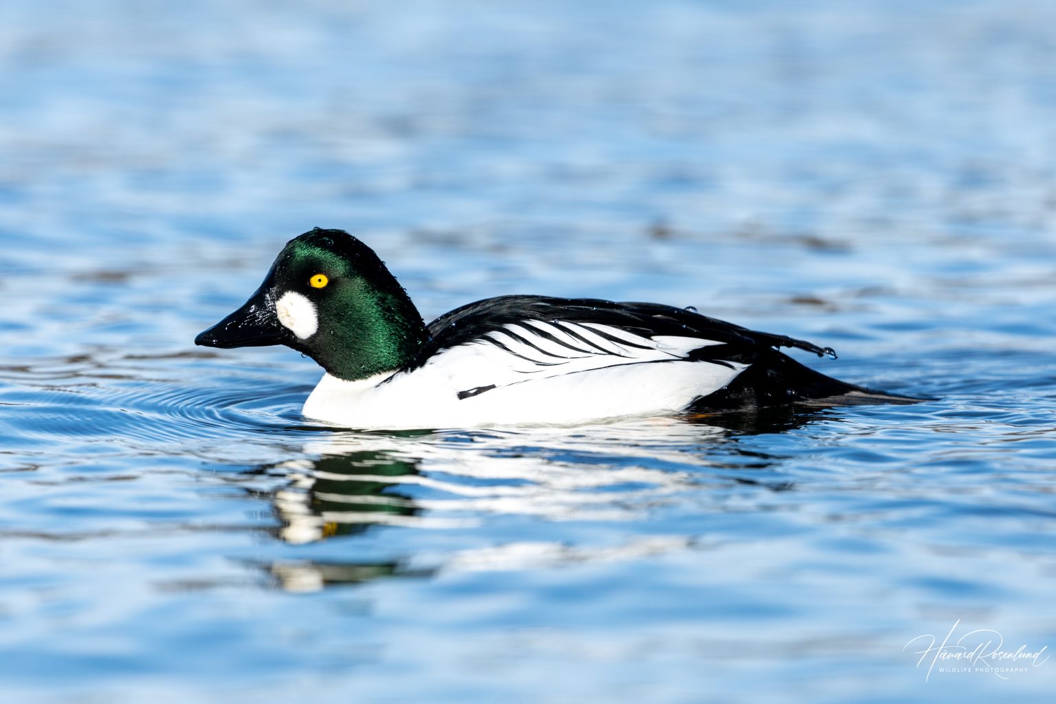 Common Goldeneye (Bucephala clangula) - Male @ Østensjøvannet, Oslo, Norway. Photo: Håvard Rosenlund