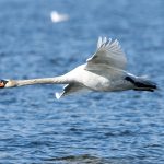 Mute Swan (Cygnus olor) @ Østensjøvannet, Oslo, Norway. Photo: Håvard Rosenlund