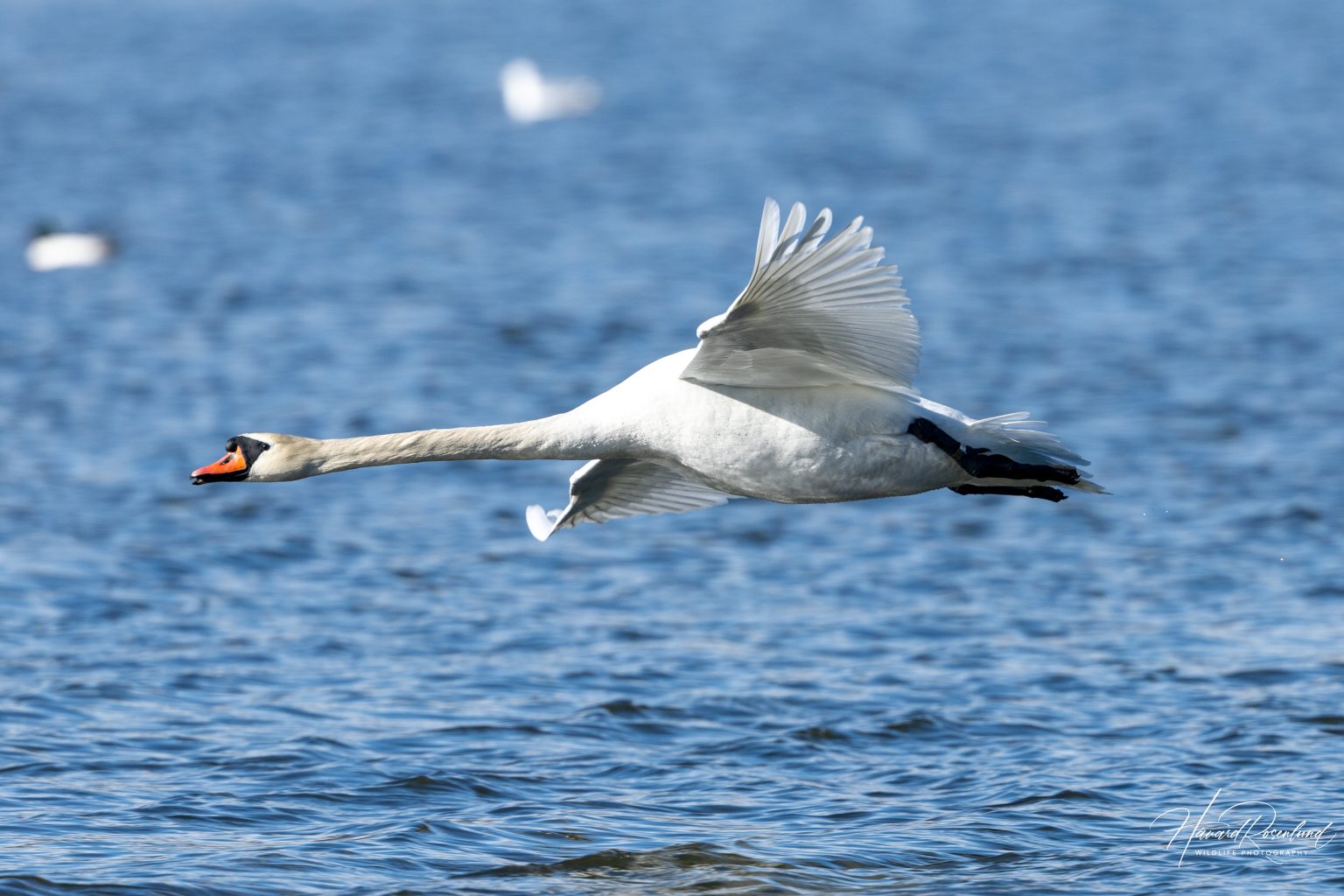 Mute Swan (Cygnus olor) @ Østensjøvannet, Oslo, Norway. Photo: Håvard Rosenlund