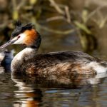 Great Crested Grebe (Podiceps cristatus) @ Østensjøvannet, Oslo, Norway. Photo: Håvard Rosenlund