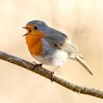 European Robin (Erithacus rubecula) @ Østensjøvannet, Oslo, Norway. Photo: Håvard Rosenlund