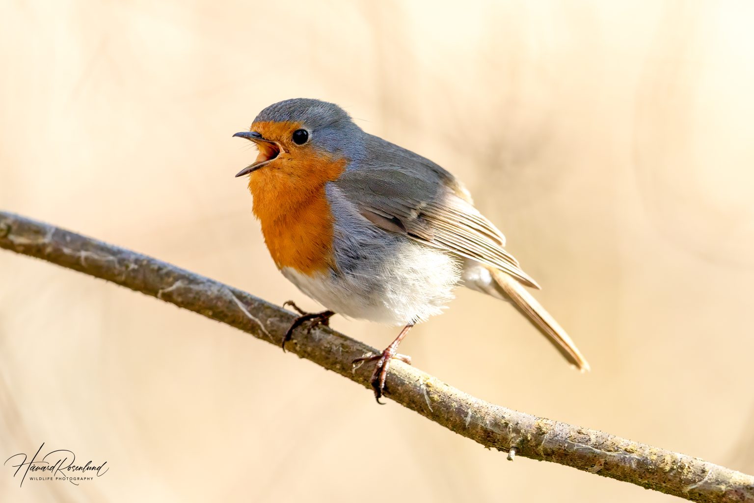 European Robin (Erithacus rubecula) @ Østensjøvannet, Oslo, Norway. Photo: Håvard Rosenlund