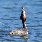 Great Crested Grebe (Podiceps cristatus) @ Østensjøvannet, Oslo, Norway. Photo: Håvard Rosenlund